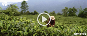 video-green-tea